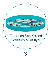 üçüncü aşama köklerin dizilip temizlenmesi